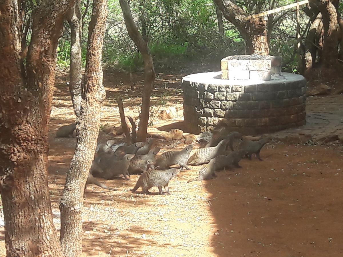 Villa Little Bush Baby Marloth Park Esterno foto