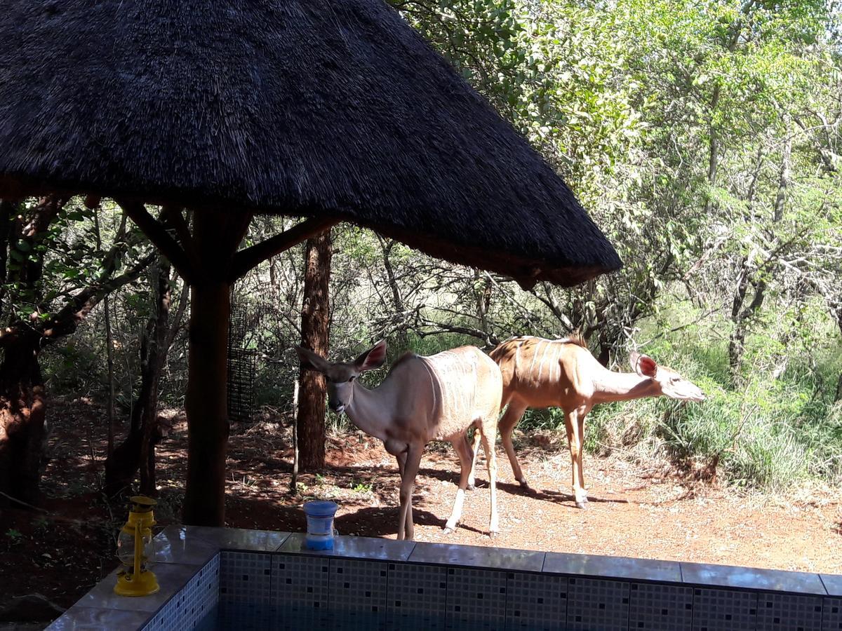 Villa Little Bush Baby Marloth Park Esterno foto